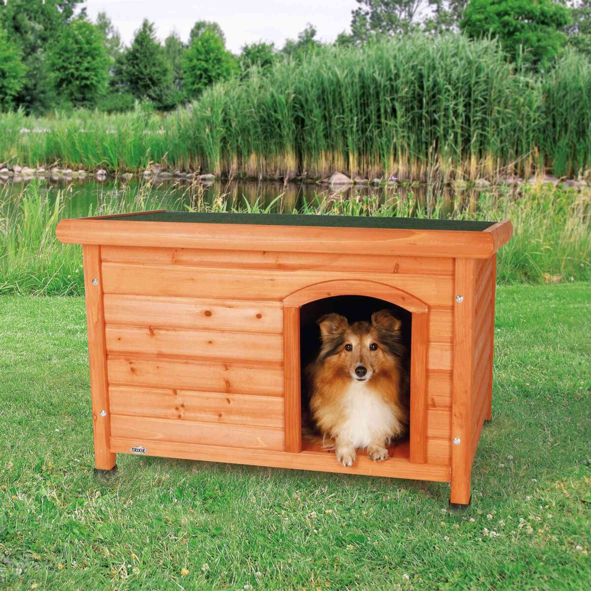 Hundehütte aus Holz auf einer grünen Wiese vor einem Teich mit Schilf, ein Hund schaut aus der Öffnung.