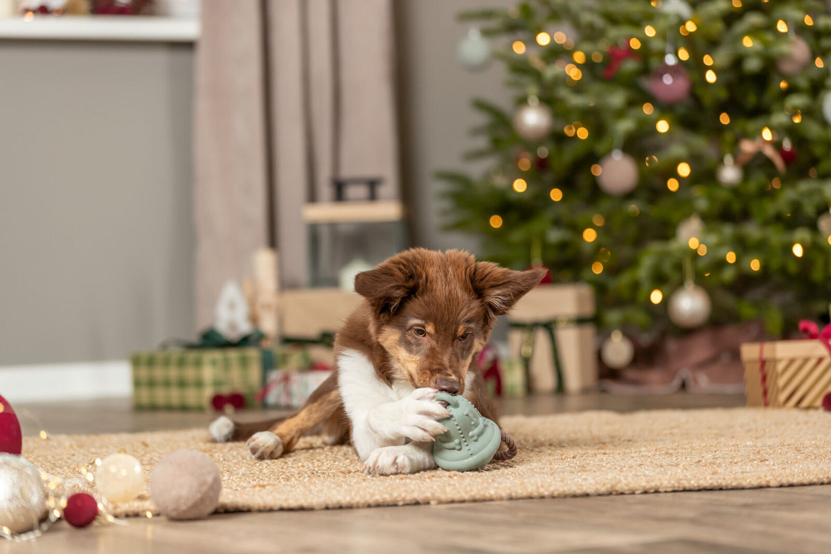 Ein kleiner braun-weißer Hund spielt mit einem Spielzeug vor einem dekorierten Weihnachtsbaum.