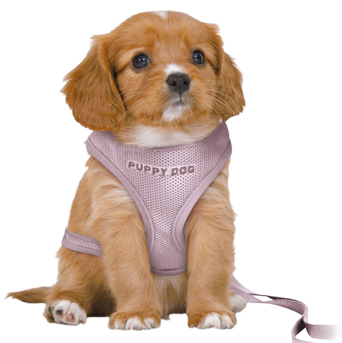 Kleiner brauner Welpe mit weißem Brustfleck trägt ein rosa Geschirr mit der Aufschrift "PUPPY DOG".