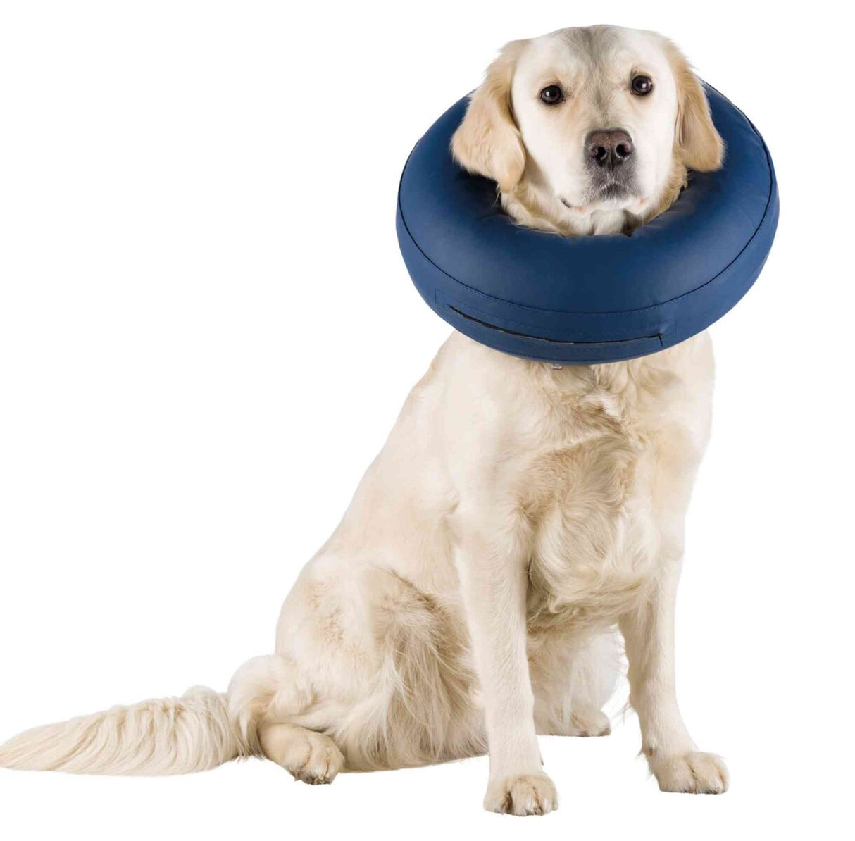 Ein sitzender, heller Hund trägt einen blauen aufblasbaren, ringförmigen Halskragen.
