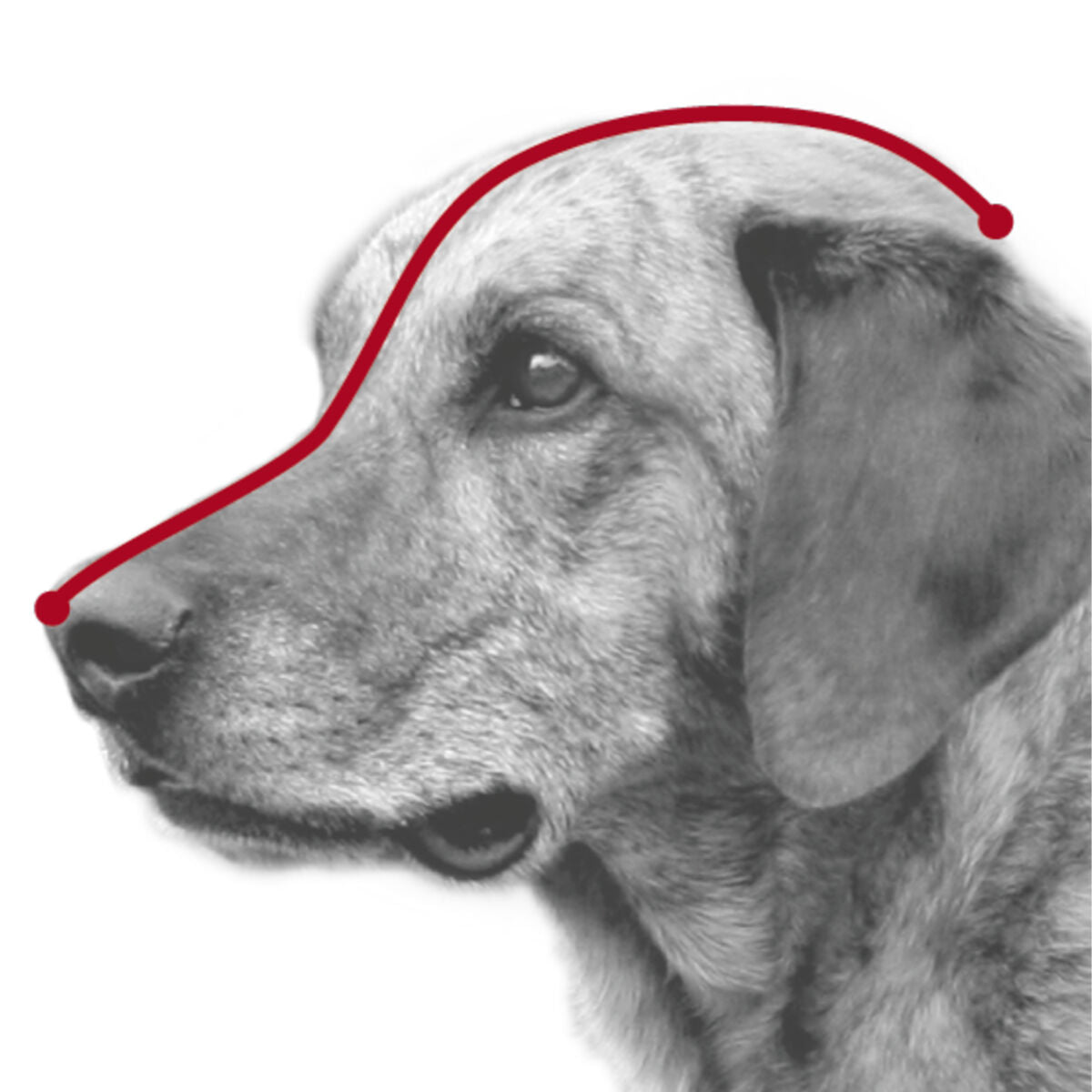 Schwarz-weißes Bild eines Hundes im Profil mit einer roten Linie, die von der Nasenspitze über den Kopf bis zum Nacken verläuft.