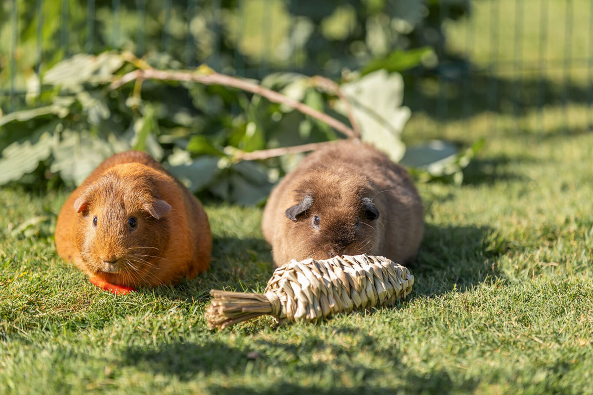 Zwei Meerschweinchen auf einer Wiese, eines braun, eines grau, mit einem geflochtenen Spielzeug vorne auf dem Gras.