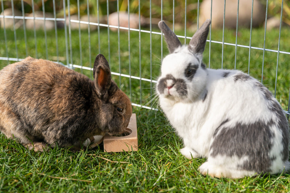 Zwei Kaninchen, eines braun und eines weiß mit schwarzen Flecken, sitzen auf grünem Gras neben einem Metallzaun.