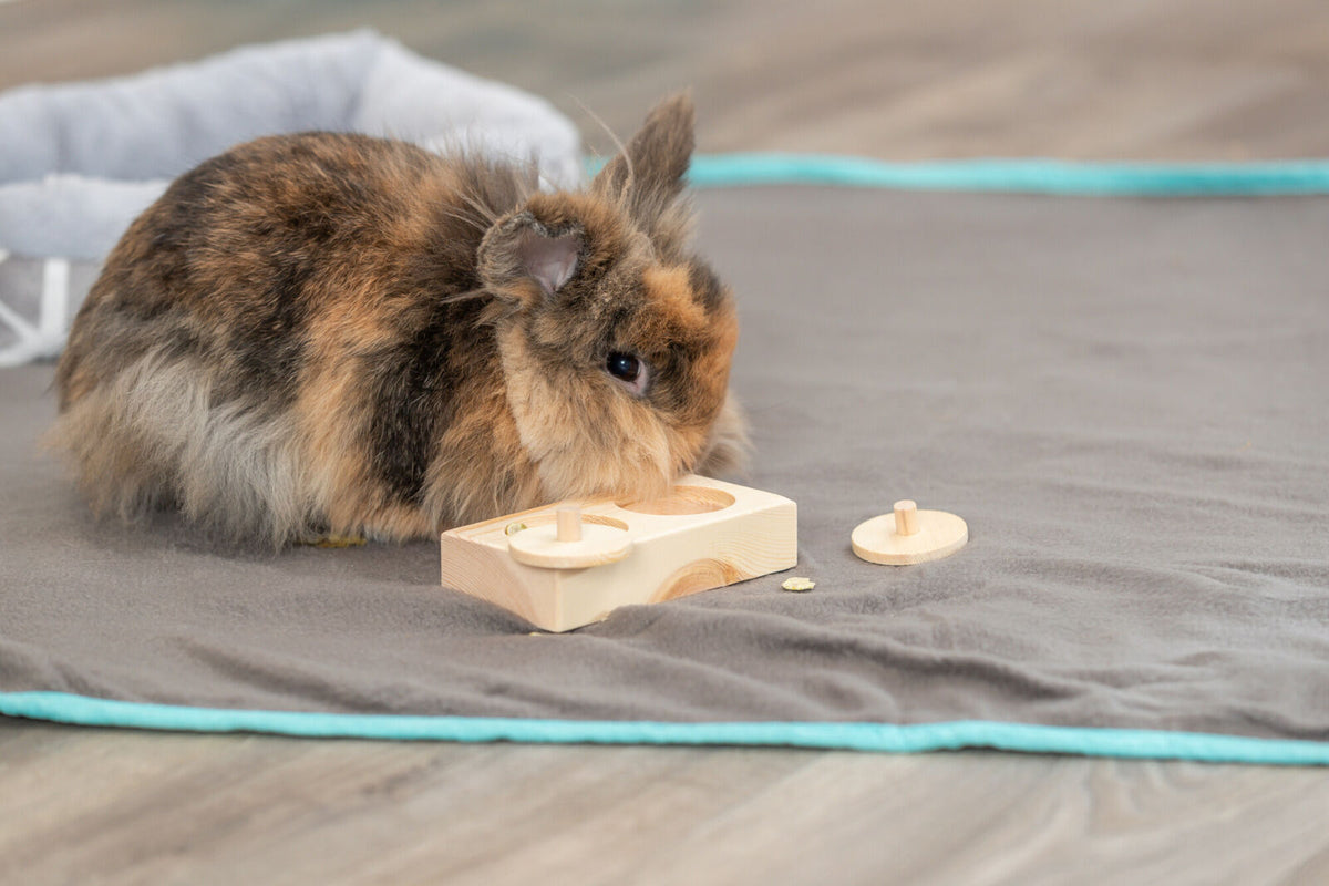 Ein flauschiges Kaninchen sitzt auf einer grauen Decke neben einem Holzspielzeug mit zwei abnehmbaren Teilen.