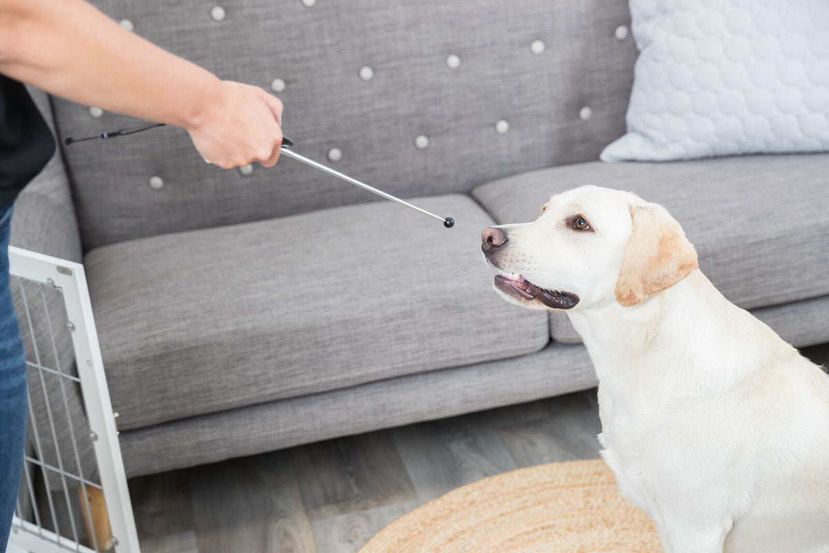 Eine Person zeigt mit einem Stab auf einen sitzenden, hellen Hund in einem Wohnzimmer mit grauem Sofa.