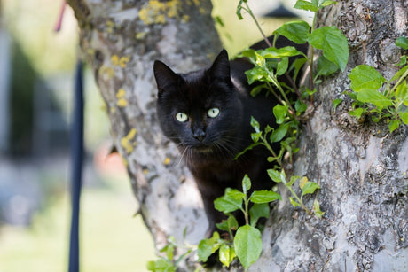 Eine schwarze Katze mit gelben Augen sitzt in einem Baum und starrt in die Kamera.