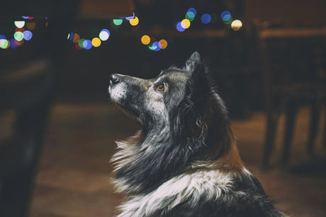 Silvester mit Hund: Dein Ruhe-Plan für einen entspannteren Jahreswechsel