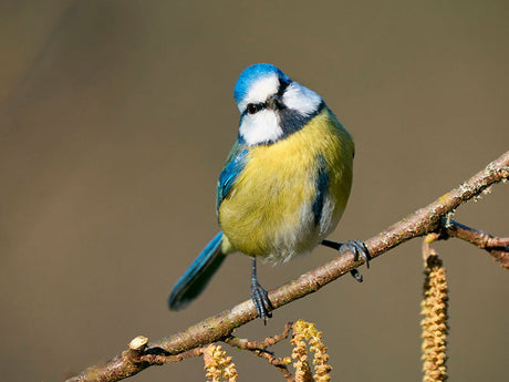 Blaumeise mit leuchtend blau-gelbem Gefieder sitzt auf einem Zweig mit Kätzchen.