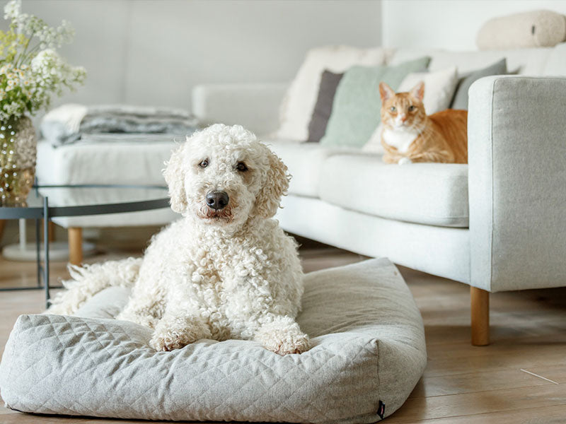Weißer Hund liegt auf hellgrauem Kissen, orangefarbene Katze sitzt im Hintergrund auf weißem Sofa