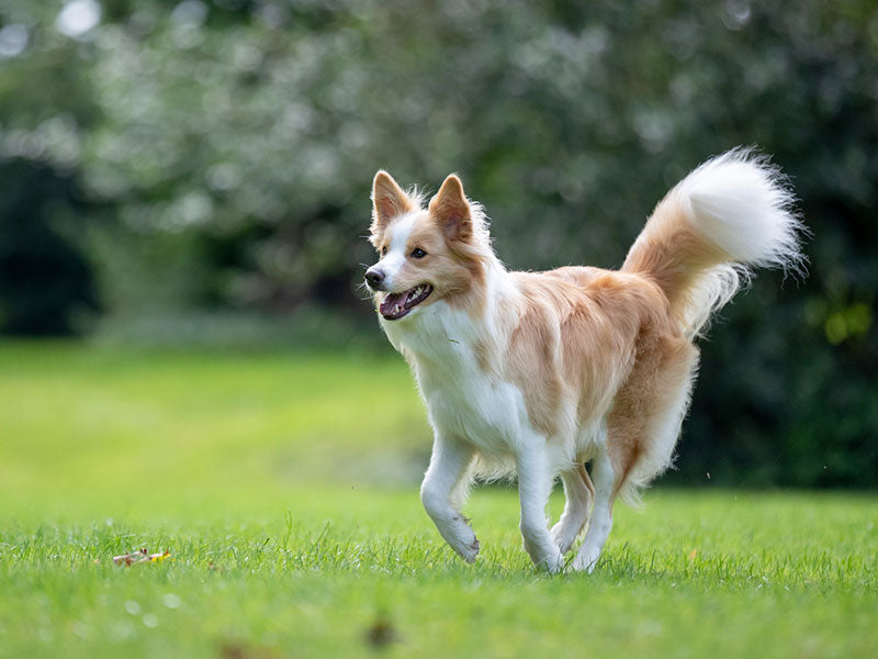 Hellbraun-weißer Hund läuft mit erhobenem Schwanz über eine grüne Wiese.
