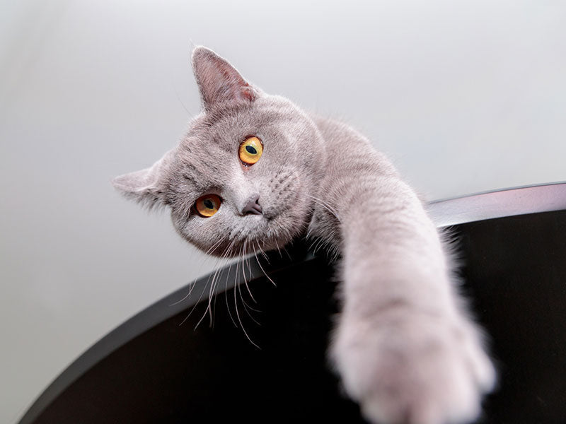 Graue Katze mit bernsteinfarbenen Augen streckt Vorderpfote über eine schwarze Fläche.