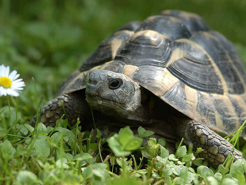 Griechische Landschildkröte läuft durch grünes Gras mit Gänseblümchen.