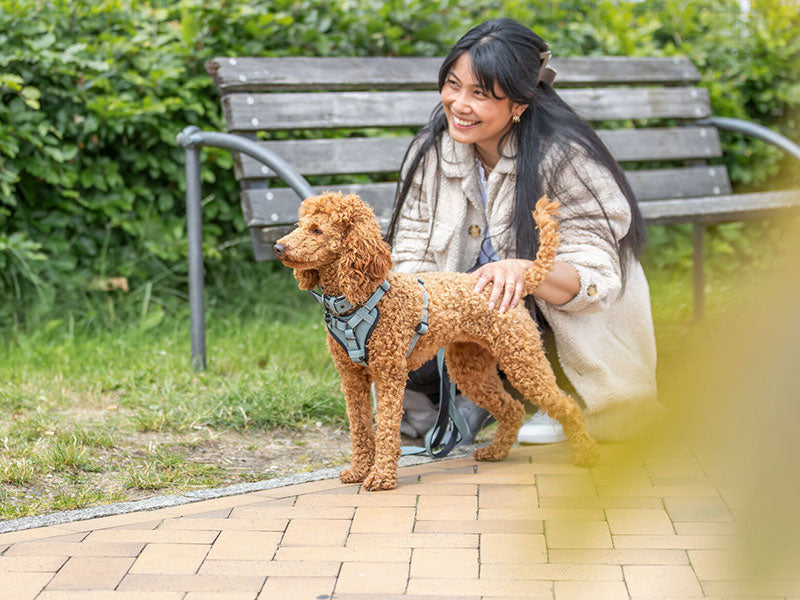 Frau hockt neben einem apricotfarbenen Pudel mit Geschirr auf Weg neben einer Parkbank.