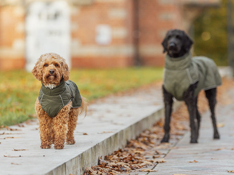 Zwei Hunde mit grünen Mänteln stehen auf einem herbstlichen Gehweg.