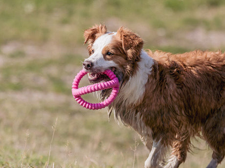 Hund mit rosa Kauspielzeug im Maul läuft über eine Wiese.