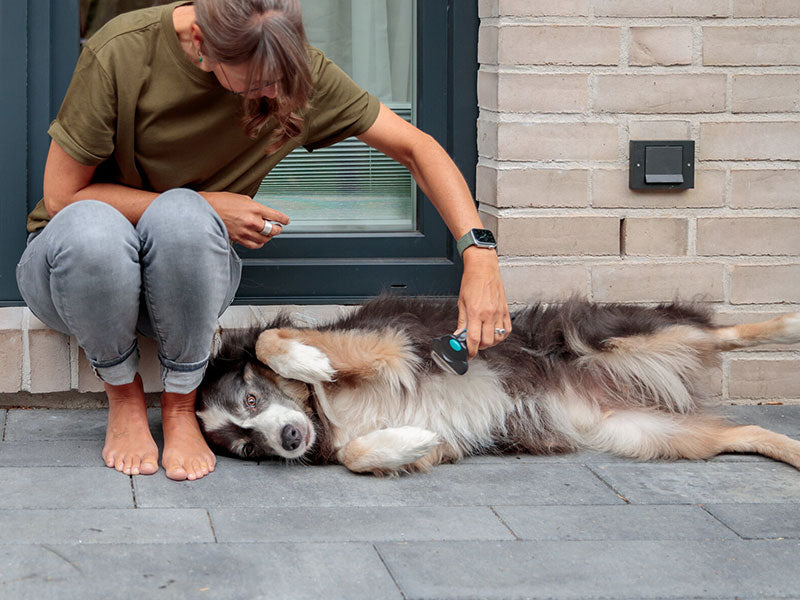 Frau bürstet liegenden Hund auf dem Boden vor einem Fenster.