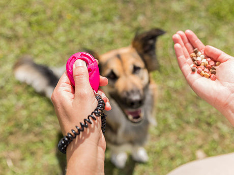 Hund schaut aufmerksam auf Hände mit Klicker und Belohnungsleckerlis im Gras.
