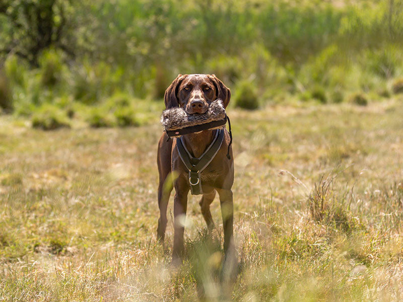 Hund läuft über eine Wiese und trägt ein Spielzeug-Dummy im Maul.