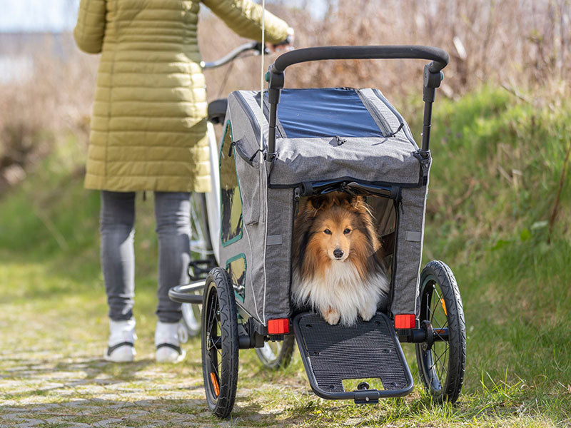 Hund sitzt in einem Fahrradanhänger auf einem Weg neben einer Person mit Fahrrad