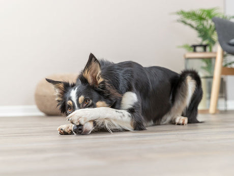 Hund liegt auf Holzboden und hält Leckerli zwischen den Pfoten