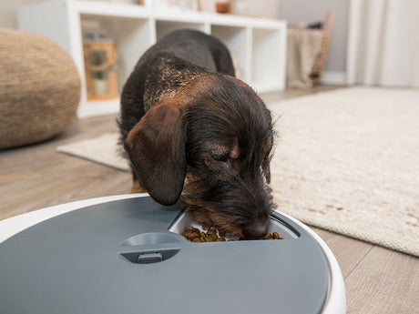 Futterautomaten für Hunde
