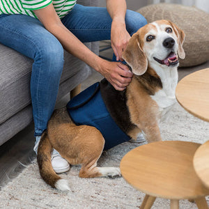 Hundegesundheit