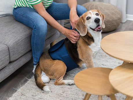 Hund mit blauem Reha-Geschirr wird von einer Person im Wohnzimmer unterstützt