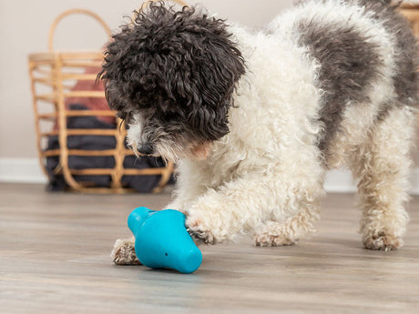 Kleiner schwarz-weißer Hund spielt auf einem Holzfußboden mit einem blauen Intelligenzspielzeug.