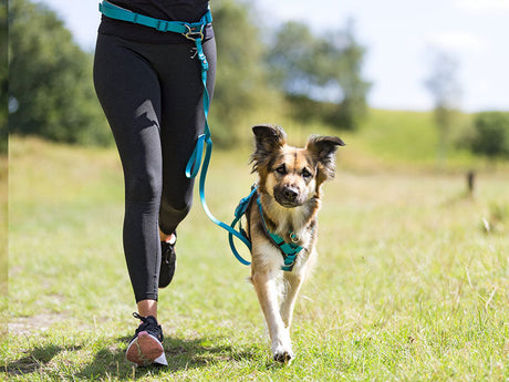 Frau joggt auf Wiese mit mittelgroßem Hund an einer türkisfarbenen Laufleine und passendem Geschirr