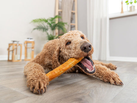 Lockiger Hund liegt auf Holzboden und kaut entspannt auf einem großen Kaustick