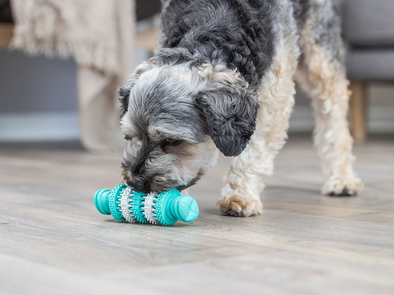 Kleiner Hund beschnuppert auf Holzboden ein türkisfarbenes Spielzeug mit Zahnpflegefunktion