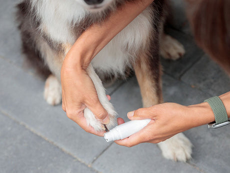 Hunde­pfote wird auf grauem Boden mit einem weißen Krallen­schleifer bearbeitet