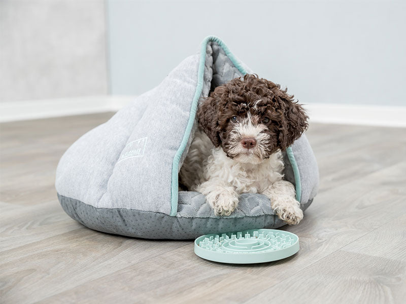 Kleiner Hund liegt in einem grauen Kuschelbett mit Zeltform neben einem türkisfarbenen Schleckspielzeug auf Holzfußboden.