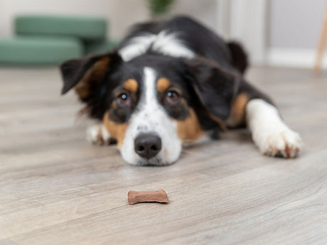 Hund liegt auf Boden und schaut konzentriert auf ein Leckerli vor seiner Nase