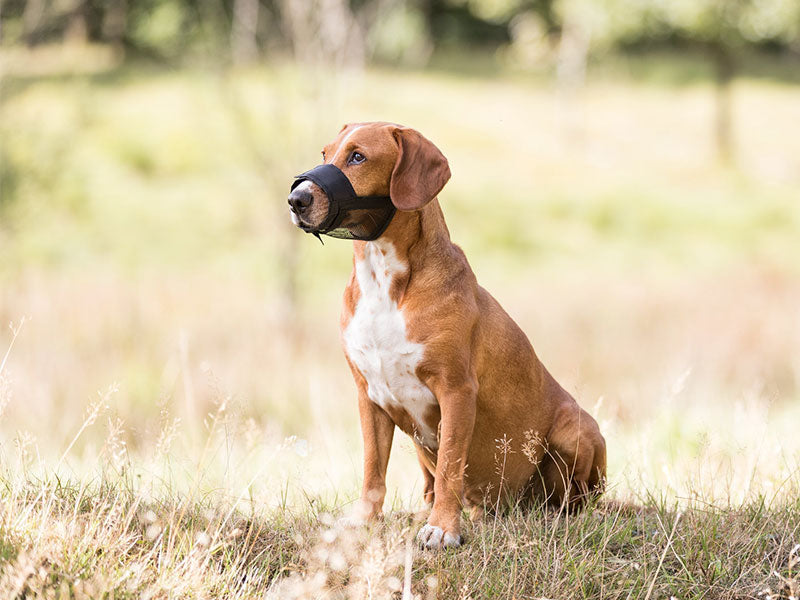 Brauner Hund mit weißer Brust sitzt auf einer Wiese und trägt einen schwarzen Maulkorb.