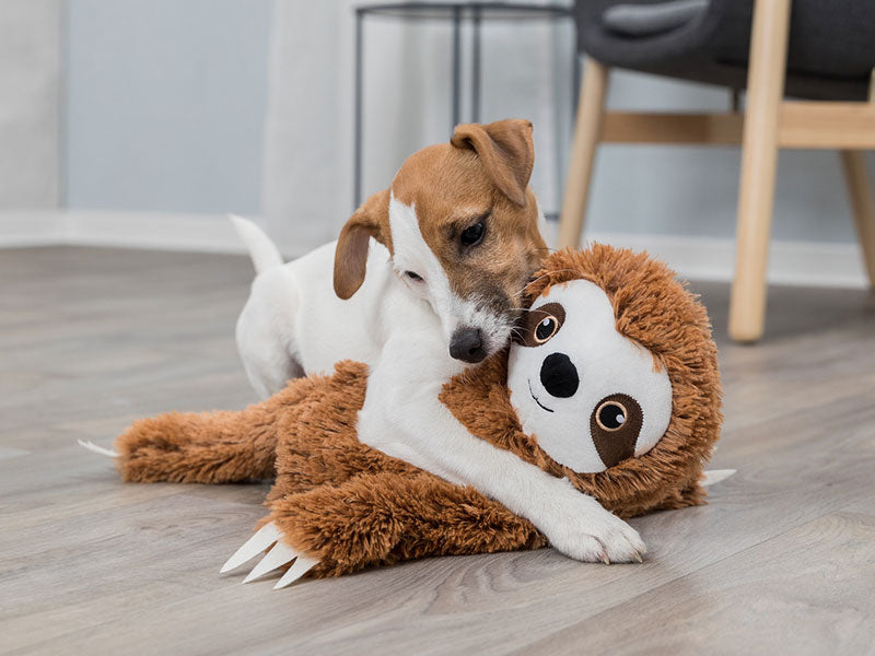 Kleiner Hund spielt auf dem Boden mit einem großen braunen Faultier-Plüschtier.