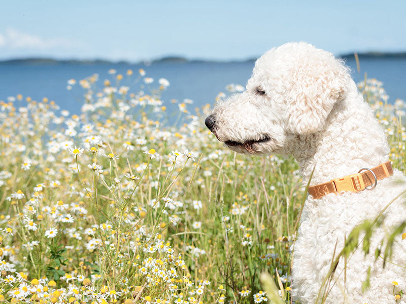 Weißer Hund mit Locken sitzt in einem Feld aus Kamilleblüten am Wasser.
