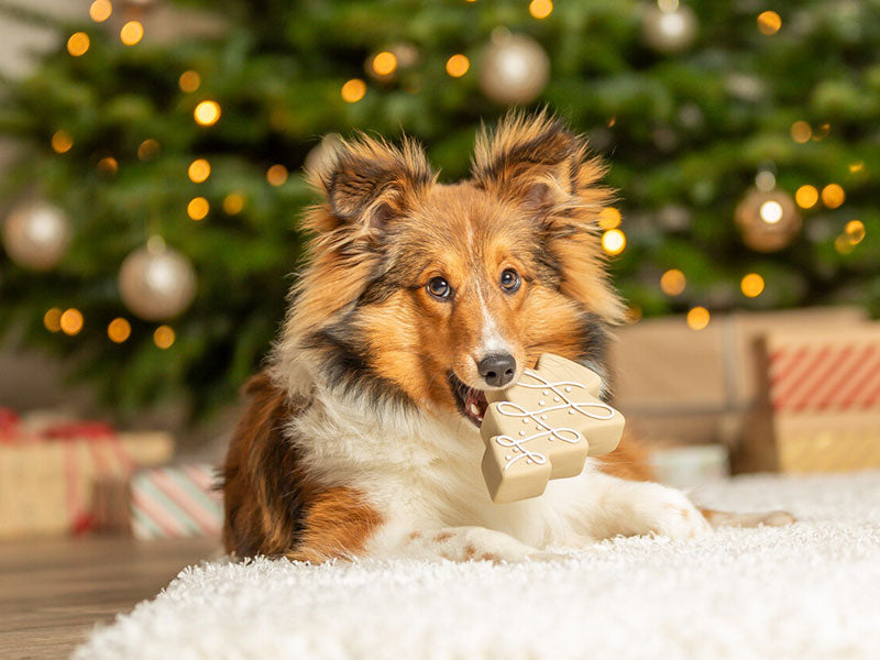 Hund liegt vor geschmücktem Weihnachtsbaum und hält Kauknochen mit Schleifenmuster im Maul.