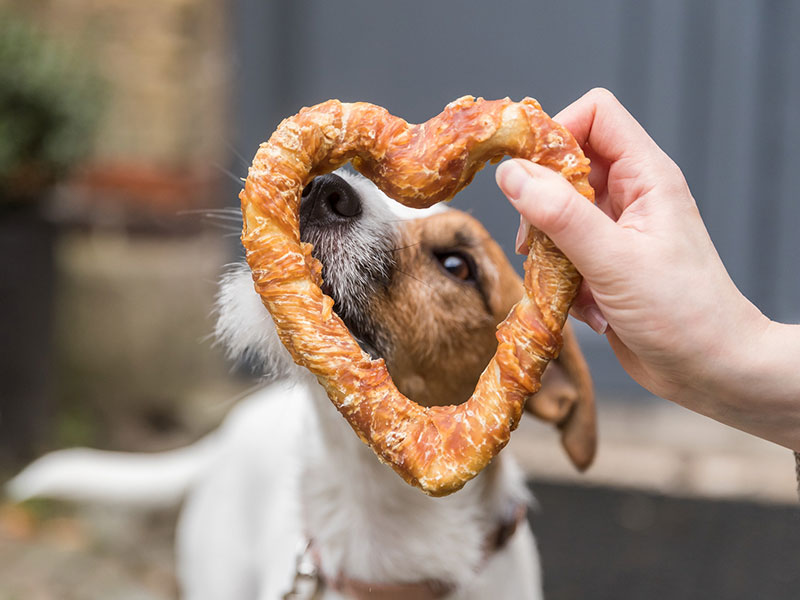 Hund schaut durch herzförmiges Gebäck, das von einer Hand gehalten wird