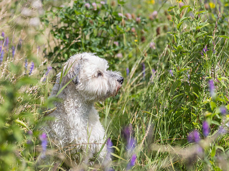 Weißer wuscheliger Hund sitzt inmitten einer grünen Wiese mit hohem Gras und lilablühenden Blumen.