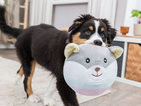 Junger Hund steht im Wohnzimmer und trägt großes rundes Plüschtier mit Tiergesicht im Maul.