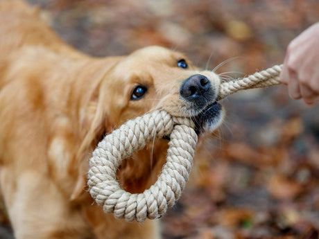 Golden Retriever zieht draußen spielerisch an einem Tau aus Naturfaser, das von einer Hand gehalten wird.