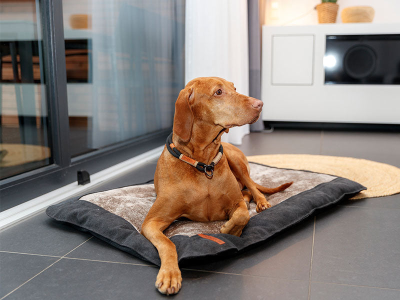 Kurzhaariger brauner Hund liegt auf schwarzem Hundekissen mit beiger Liegefläche.