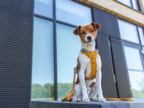 Hund mit gelbem Geschirr sitzt vor moderner Glasfassade mit schwarzen Fensterläden.