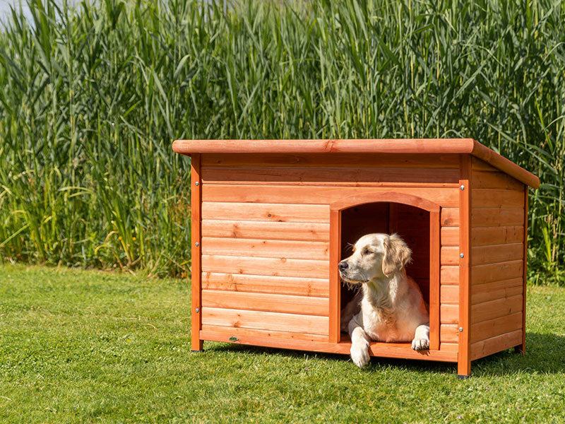 Hund liegt entspannt im hölzernen Hundehaus auf einer grünen Wiese