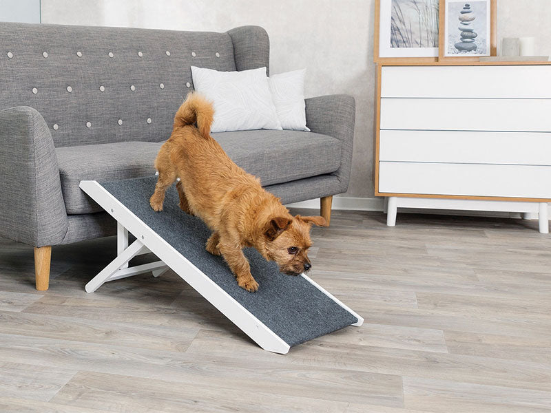 Kleiner Hund läuft eine Hunderampe von einem Sofa hinunter
