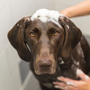 Shampoos