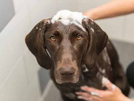 Brauner Hund mit Schaum auf dem Kopf wird in der Badewanne gewaschen