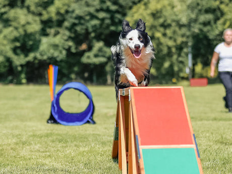 Hund beim Agility-Training auf einer Wippe mit Tunnel im Hintergrund