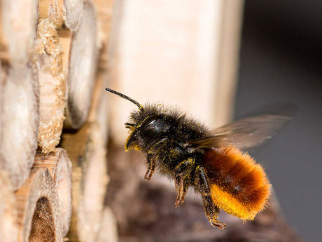Wildbiene im Anflug auf ein Insektenhotel aus Holz